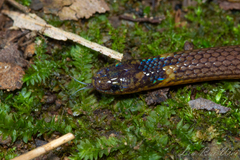 Calamaria pavimentata