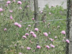 Zonotrichia capensis