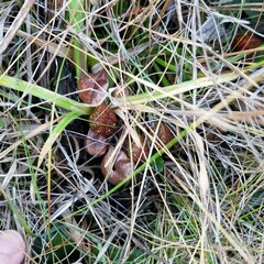 Sarracenia psittacina
