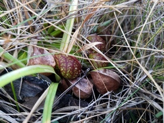 Sarracenia psittacina