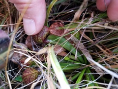 Sarracenia psittacina