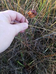Sarracenia psittacina