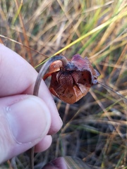 Sarracenia psittacina
