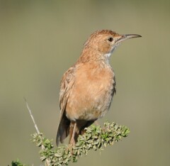 Chersomanes albofasciata