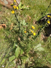 Berkheya echinacea