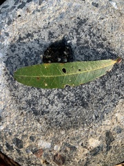 Podocarpus