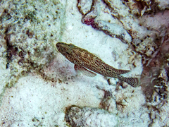 Cephalopholis cruentata