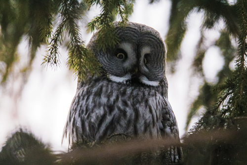 Great Gray Owl