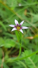 Sisyrinchium micranthum