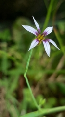 Sisyrinchium micranthum