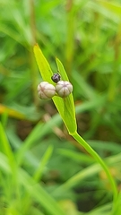 Sisyrinchium micranthum