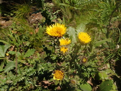 Berkheya echinacea