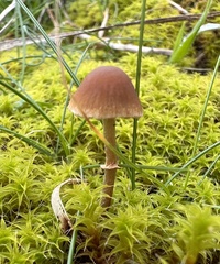 Conocybe arrhenii