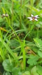Sisyrinchium micranthum