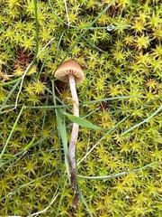 Conocybe arrhenii