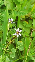 Sisyrinchium micranthum