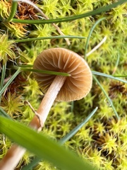 Conocybe arrhenii