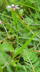 Sisyrinchium micranthum