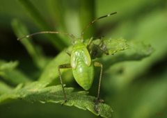 Adelphocoris lineolatus