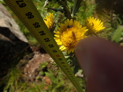 Berkheya echinacea