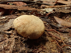 Scleroderma sinnamariense