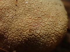 Scleroderma sinnamariense