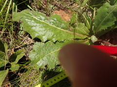 Berkheya echinacea