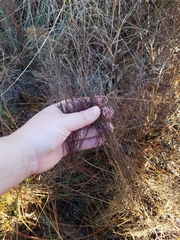 Hypericum gentianoides