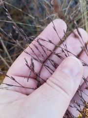 Hypericum gentianoides