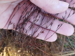Hypericum gentianoides