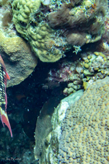 Montastraea cavernosa