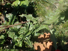 Berkheya echinacea