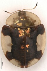 Aspidimorpha madagascarica