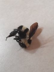 Bombus brasiliensis