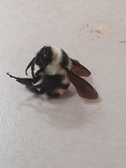 Bombus brasiliensis