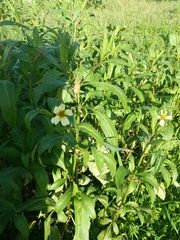 Bidens aurea