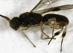 Ascogaster