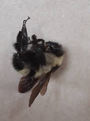 Bombus brasiliensis