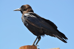 Corvus capensis