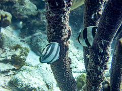 Chaetodon striatus