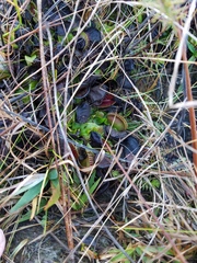 Dionaea muscipula