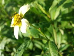 Bidens aurea