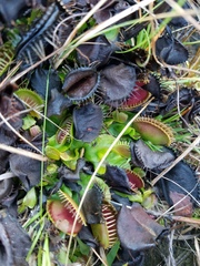 Dionaea muscipula