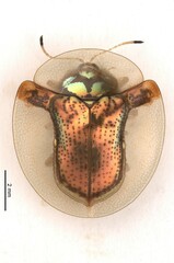 Aspidimorpha mutata