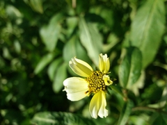 Bidens aurea