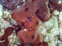 Bergia puertoricense