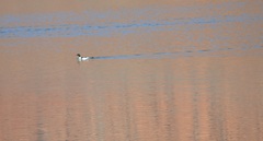 Mergus merganser americanus