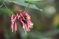 Bauhinia jenningsii