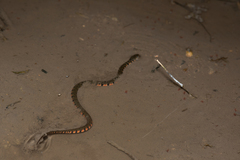 Trimerodytes annularis