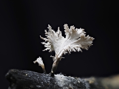 Xylaria flabelliformis